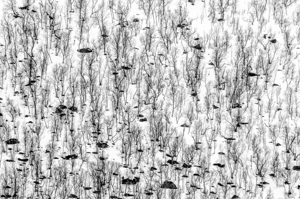 Winter Forest Pattern by Hilde Ghesquiere — canvas wall art