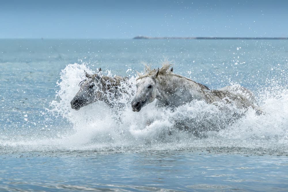 Wild White Horses Splashing by Joško Šimic — canvas wall art