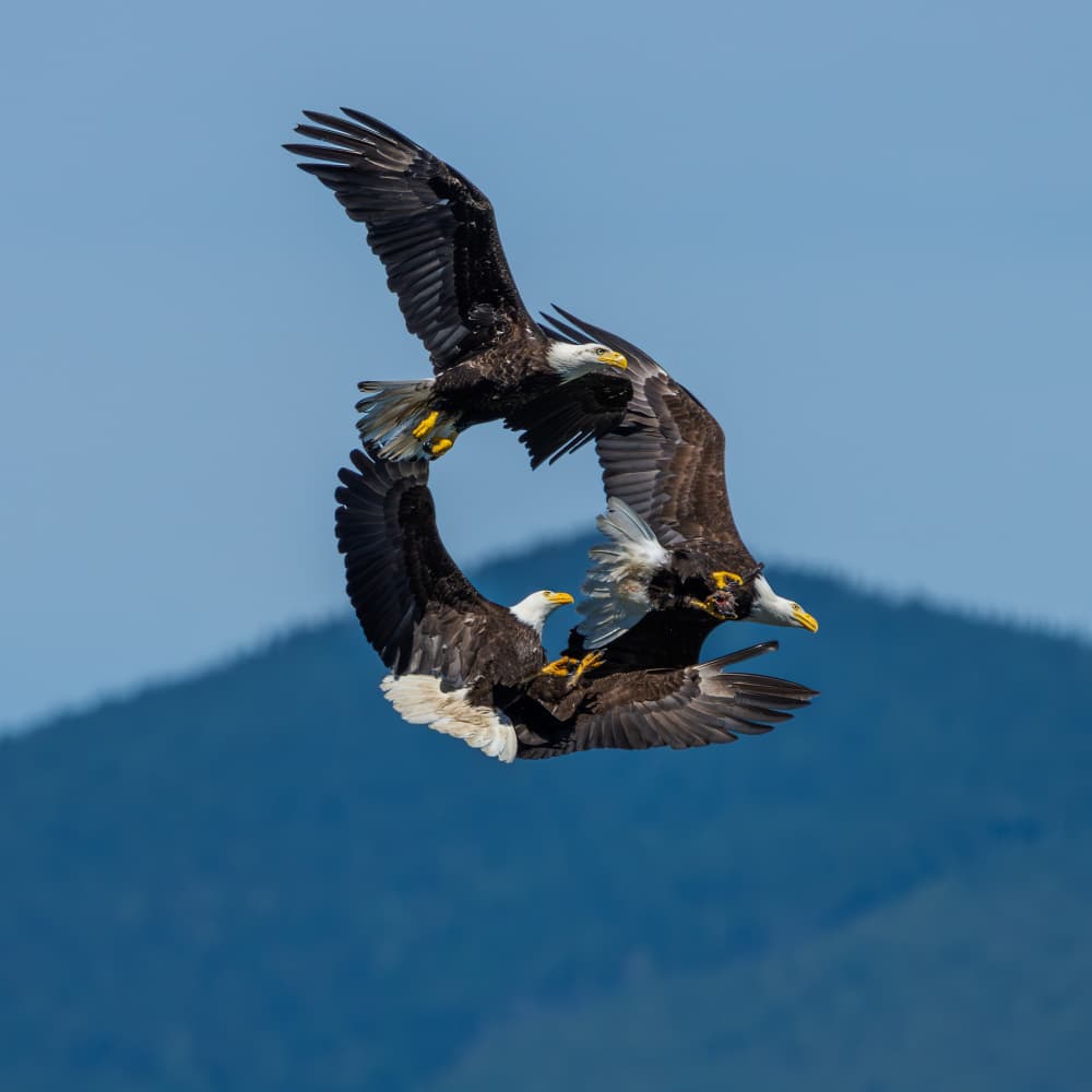 Bald Eagles Midair Clash by Alex Li — canvas wall art