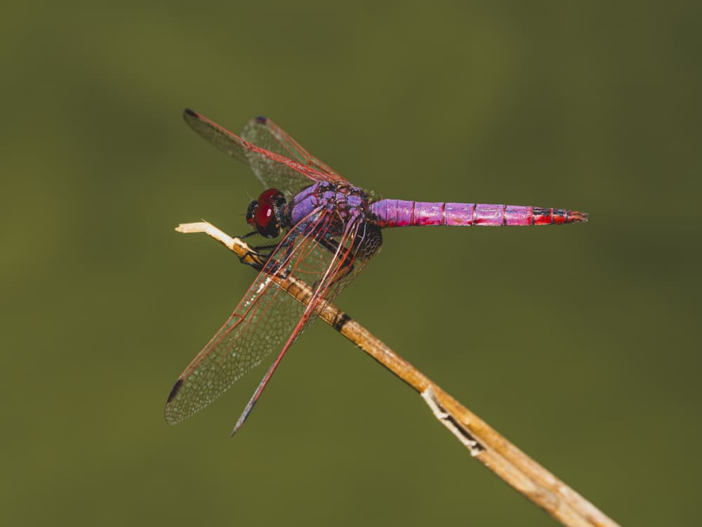 Red Dragonfly by engin akyurt — canvas wall art