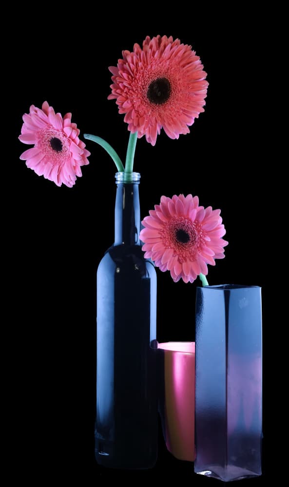 Pink Gerbera Vases by jlloydphoto — canvas wall art