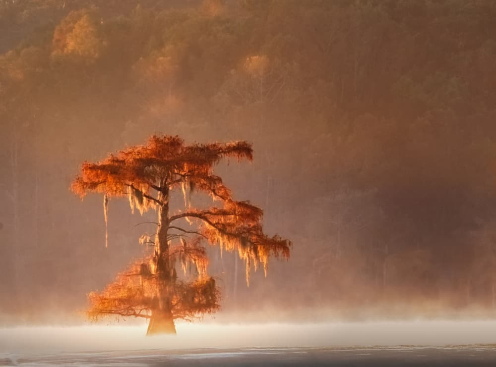 Golden Cypress Morning Mist by Deming W — canvas wall art