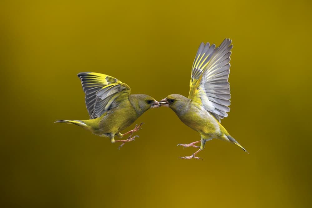 Greenfinch Feeding Flight by Marco Redaelli — canvas wall art