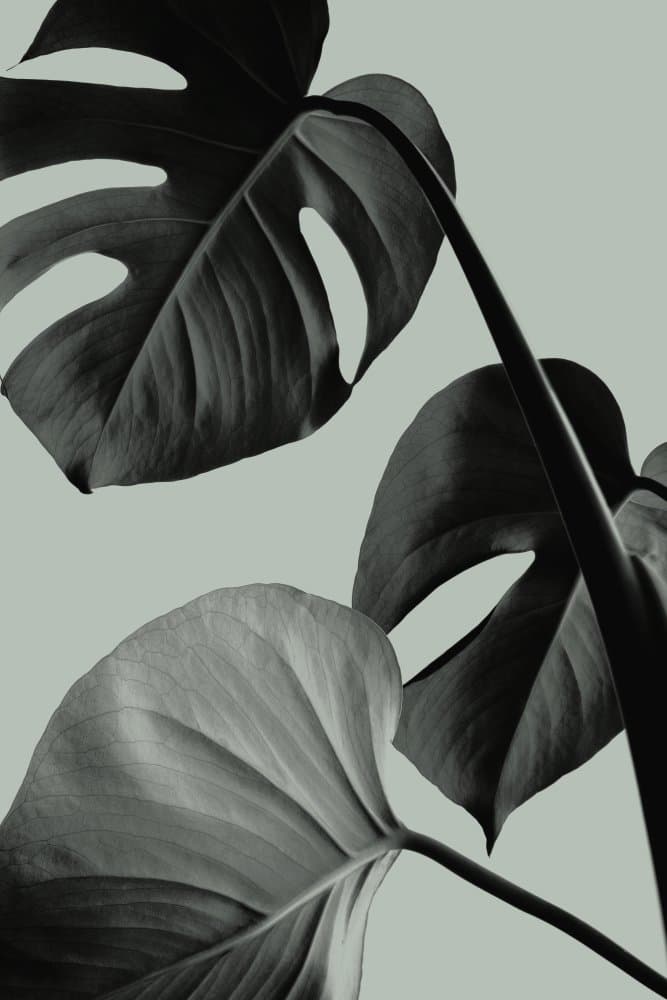 Serene Monstera Leaves by Pictufy Studio III — canvas wall art