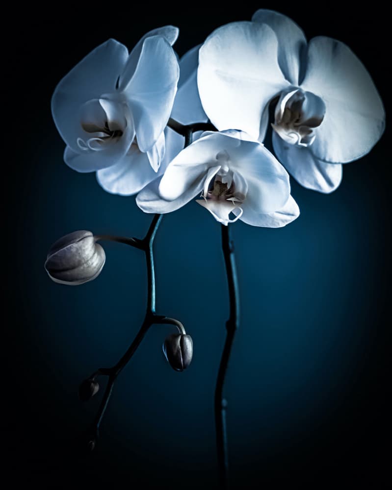 White Orchid Serenity by Michele Frechette — canvas wall art