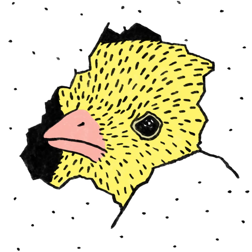 Hatching Yellow Chick by Martina Scott — canvas wall art