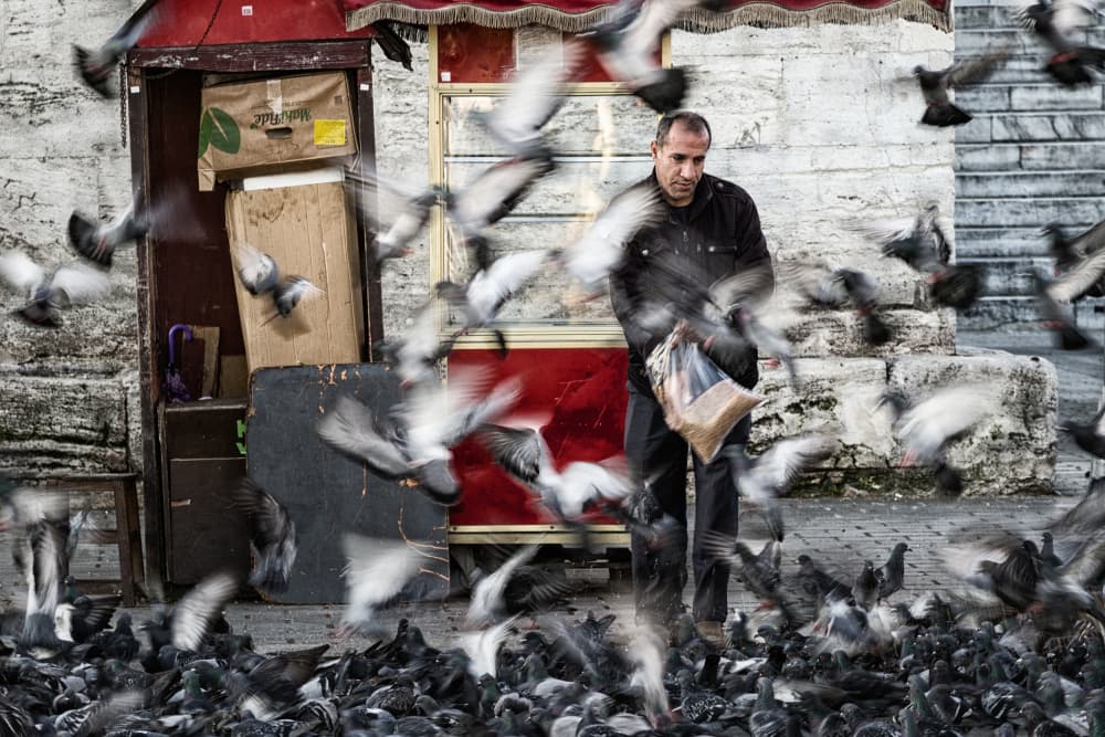 Urban Pigeons in Motion by Pavol Stranak — canvas wall art