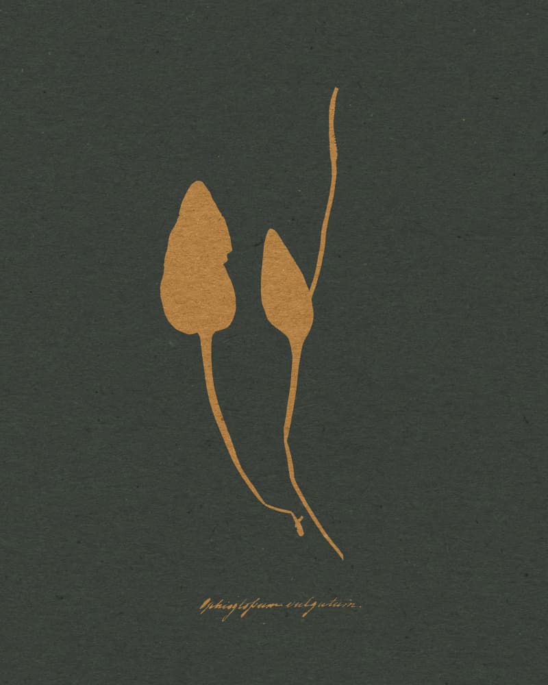 Elegant Plant Silhouettes by Wild Violets — canvas wall art