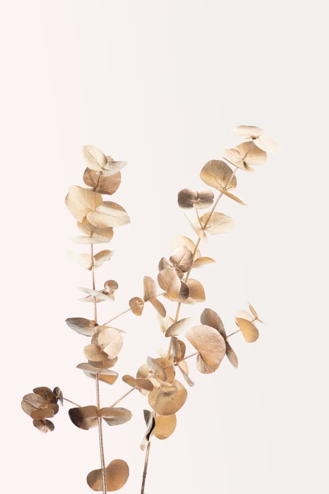 Dried Eucalyptus Branches by Pictufy Studio III — canvas wall art