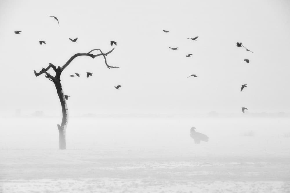 Misty Tree and Flight by Mohammed Alnaser — canvas wall art