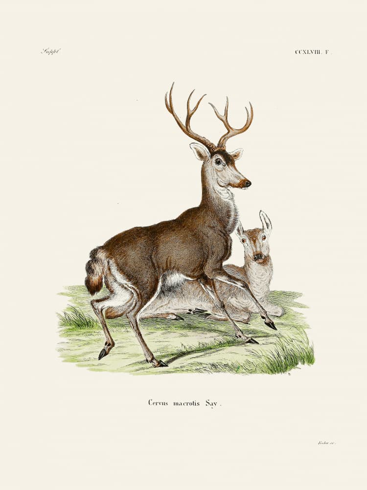 Mule Deer By Johann Christian Daniel Von Schreber. by Johann Christian Daniel Von Schreber — canvas wall art