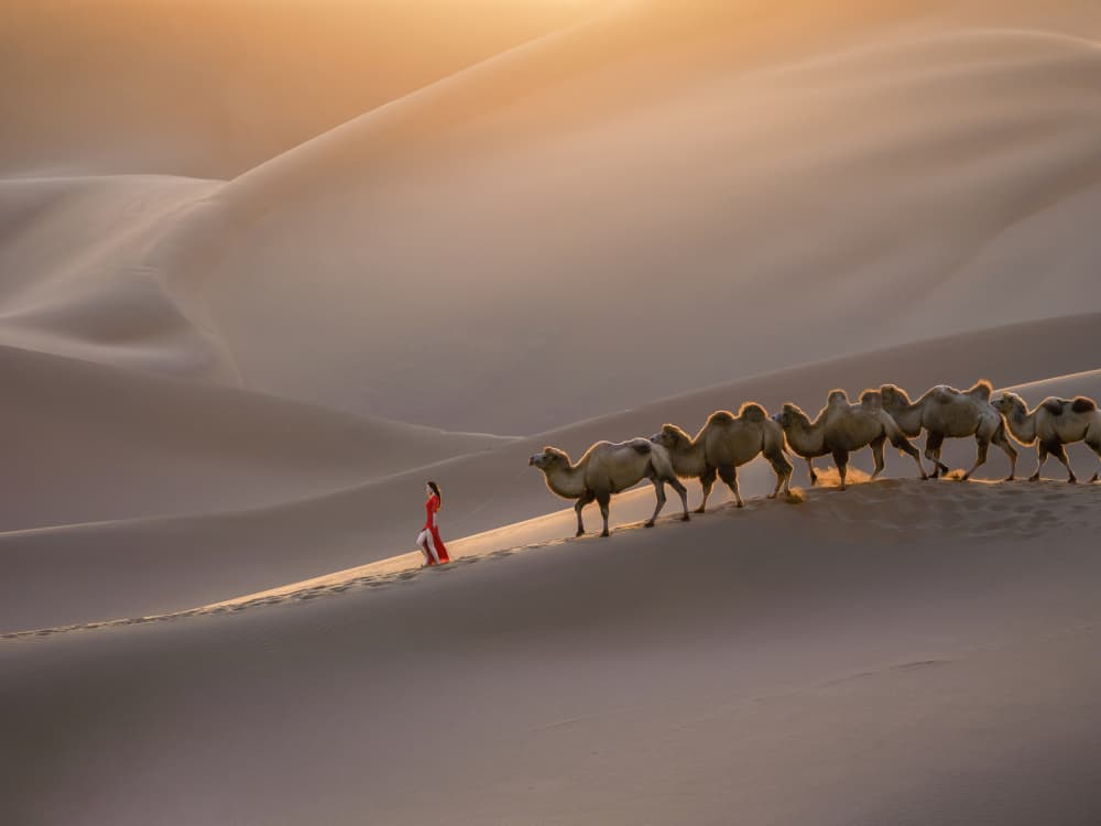 Golden Desert Journey by Cai  ning — canvas wall art