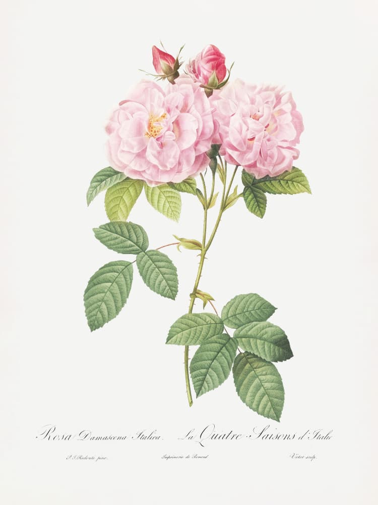 Rosa Bifera Officinalis, Les Roses (1817–1824) by Pierre-Joseph Redoute — canvas wall art