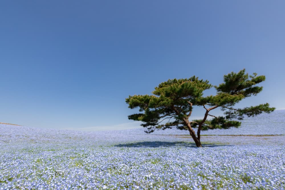 Lone Tree Blue Flower Field by Juri Aoki — canvas wall art