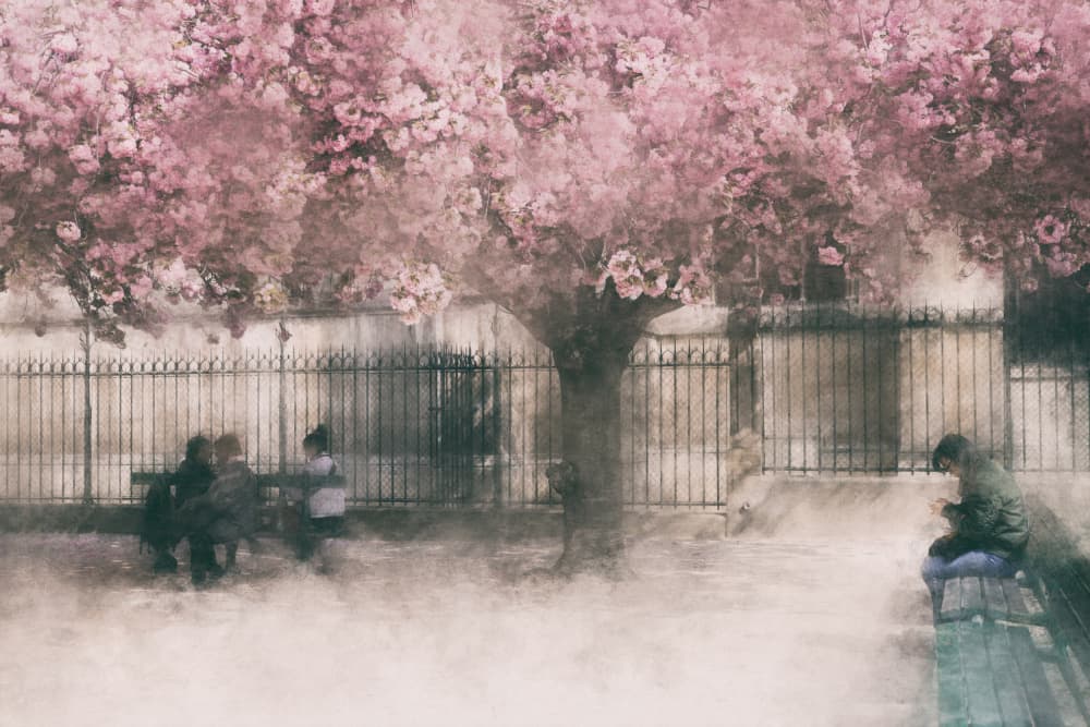 Cherry Blossom Dream by Roswitha Schleicher-Schwarz — canvas wall art