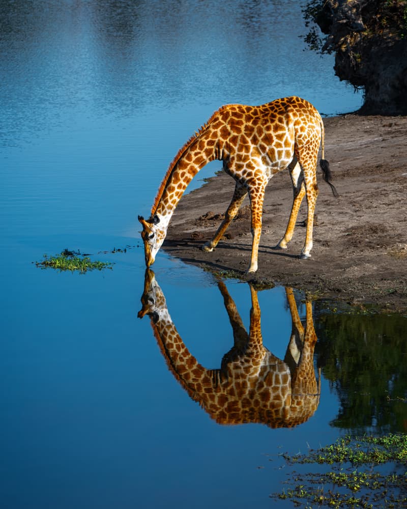 Drinking Giraffe Reflection by Siyu_Wei APA — canvas wall art