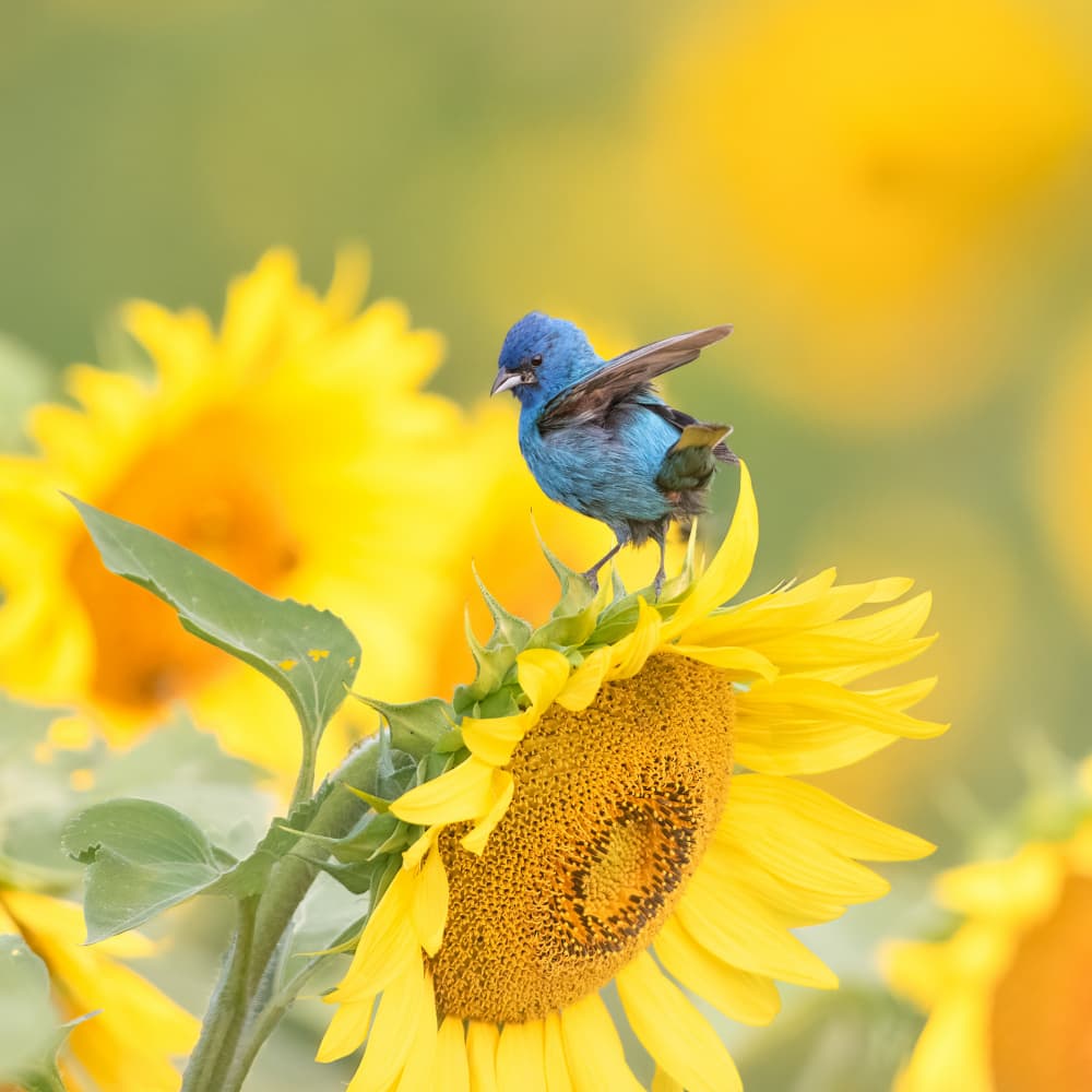 Blue Bird on Sunflower by Larry Deng APA — canvas wall art