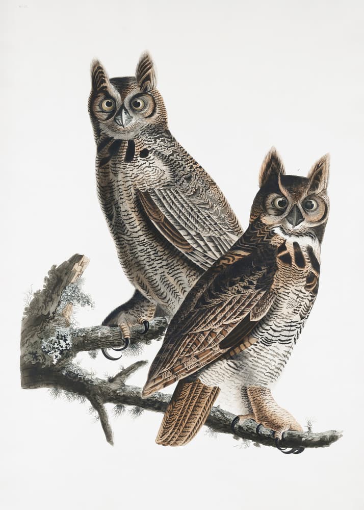 Great Horned Owl From Birds of America (1827) by John James Audubon — canvas wall art