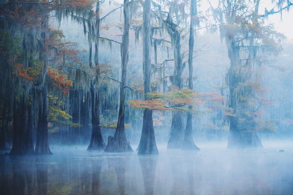 Misty Autumn Swamp by Aijing H. — canvas wall art