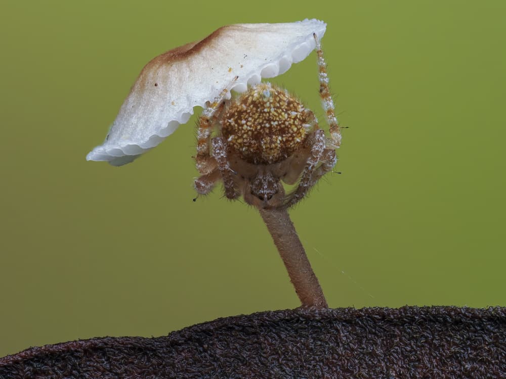 Spider Under Mushroom Cap by HuongHoang — canvas wall art