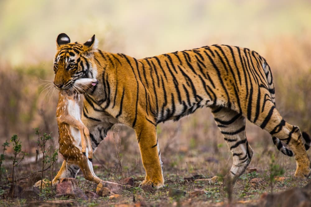 Tiger Carrying Prey by Manish Nagpal — canvas wall art