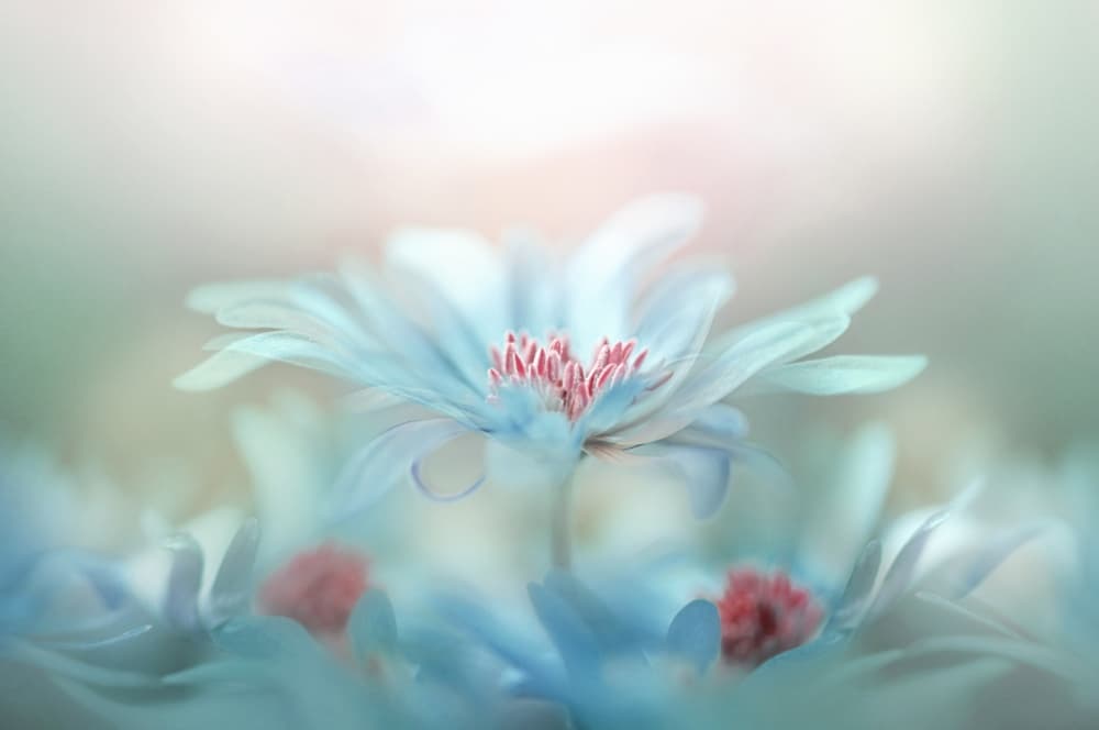 Dreamy Blue Blossoms by Jacky Parker — canvas wall art
