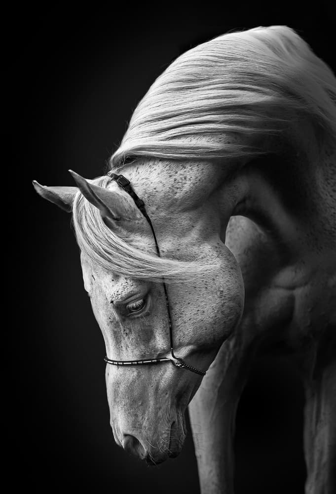 Majestic White Horse by Ulrike Leinemann — canvas wall art