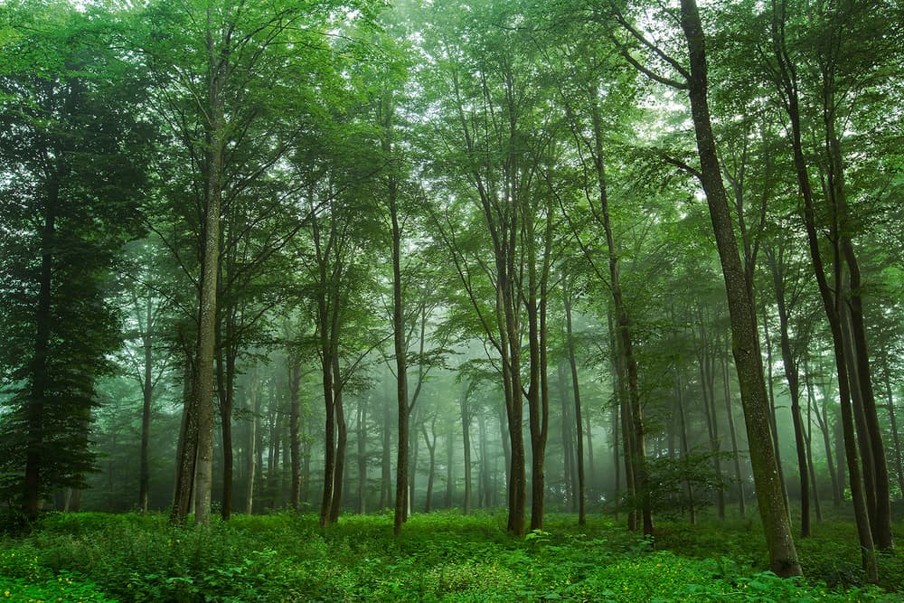 Enchanted Forest Mist by Leif Løndal — canvas wall art