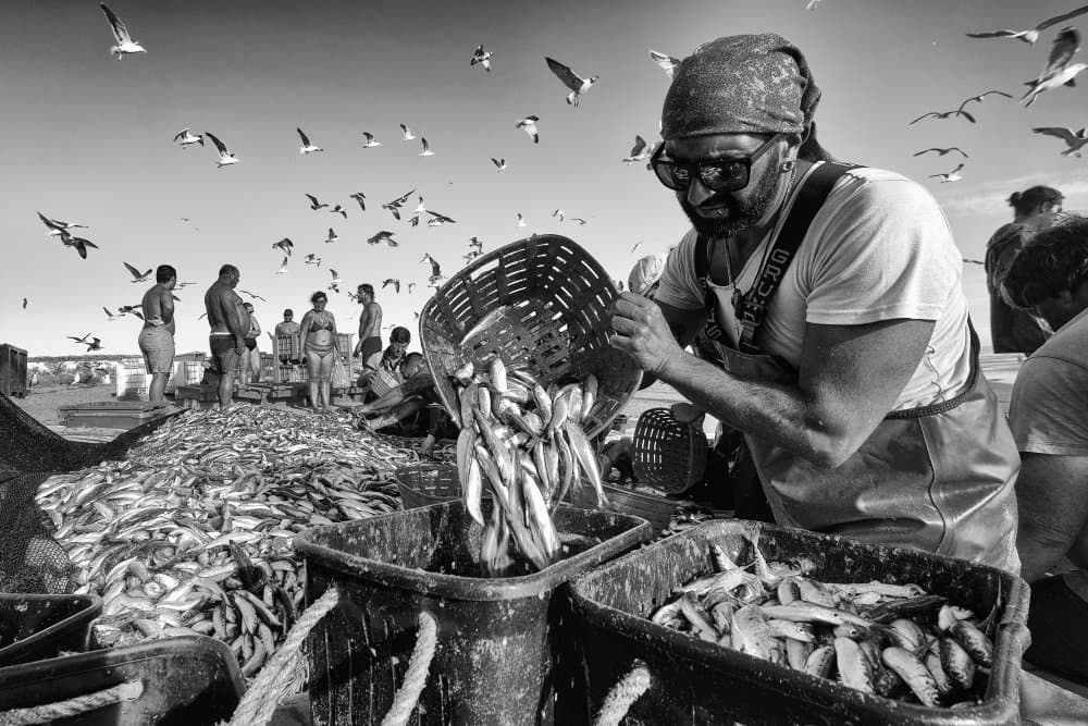 Fishermen's Daily Catch by Josefina Melo — canvas wall art