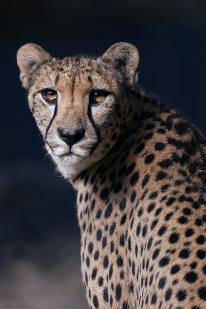 Wild Cheetah Portrait by Haruma Okubo — canvas wall art