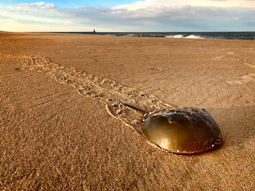 Horseshoe Crab Beach Tracks by verdon — canvas wall art