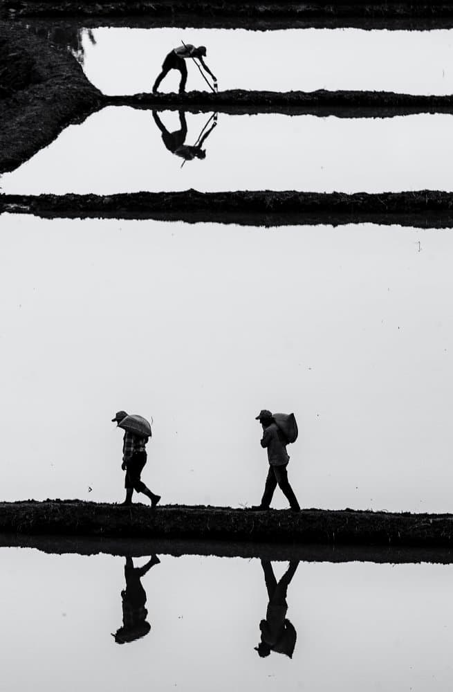 Paddy Field Workers by durmusceylan — canvas wall art