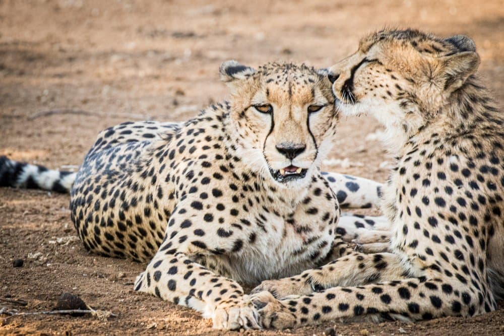 Cheetahs Sharing Affection by Mike Taylor — canvas wall art