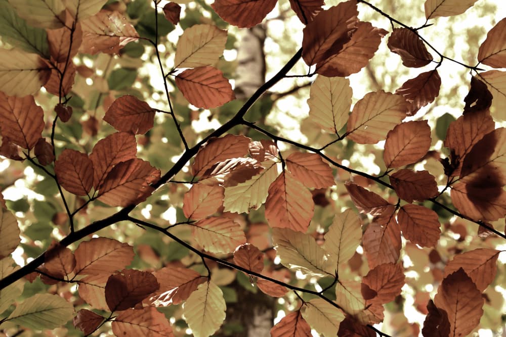 Golden Autumn Leaves by Christina Sillen — canvas wall art