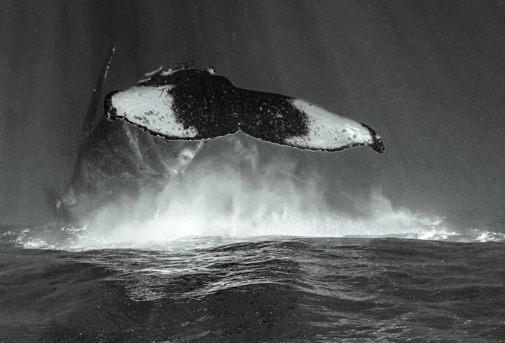 Humpback Whale Tail Splash by Serge Melesan — canvas wall art