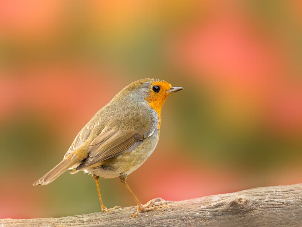 Autumn Robin Bird by Annie Keizer — canvas wall art