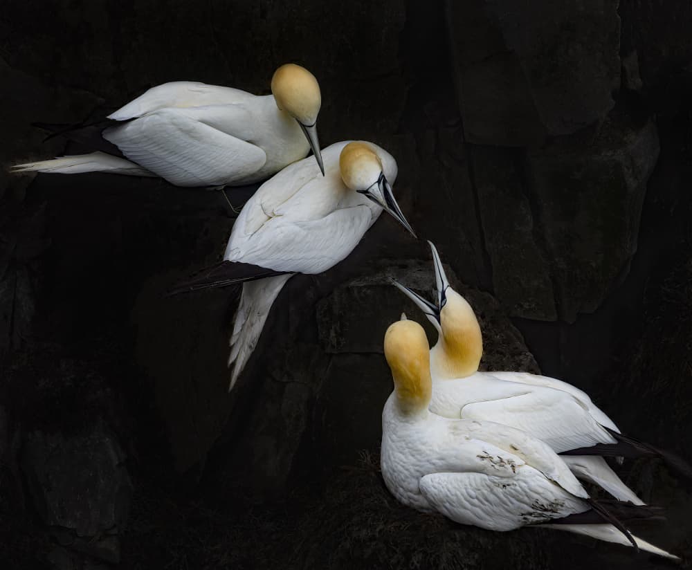 Northern Gannet Gathering by Molly Fu APA — canvas wall art