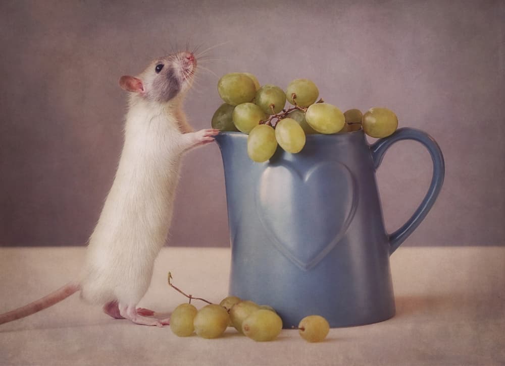Curious Rat With Grapes by Ellen van Deelen — canvas wall art