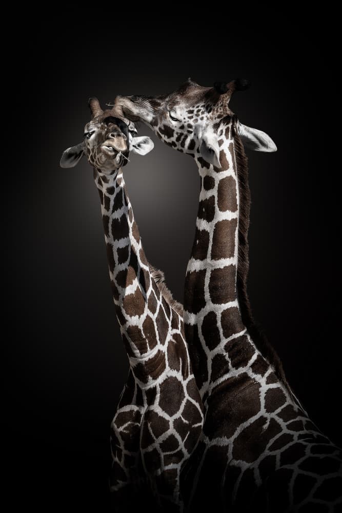 Elegant Giraffe Affection by Jealousy — canvas wall art