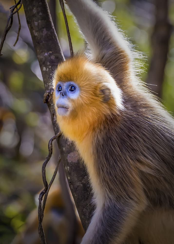 Golden Snubnose Monkey by Raymond Ren Rong Liu — canvas wall art