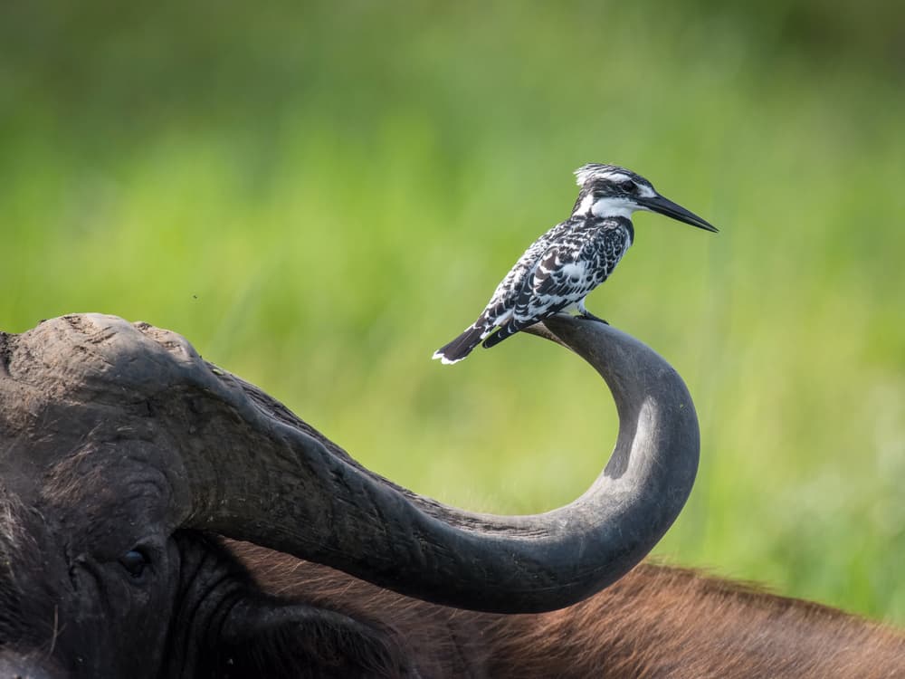 Pied Kingfisher on Buffalo by Petr Simon — canvas wall art