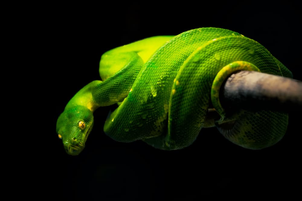 Vibrant Green Tree Boa by Alex Zhao — canvas wall art