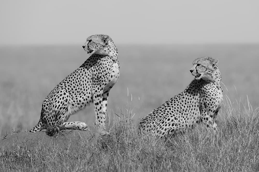 African Cheetahs Watching by Marco Pozzi — canvas wall art