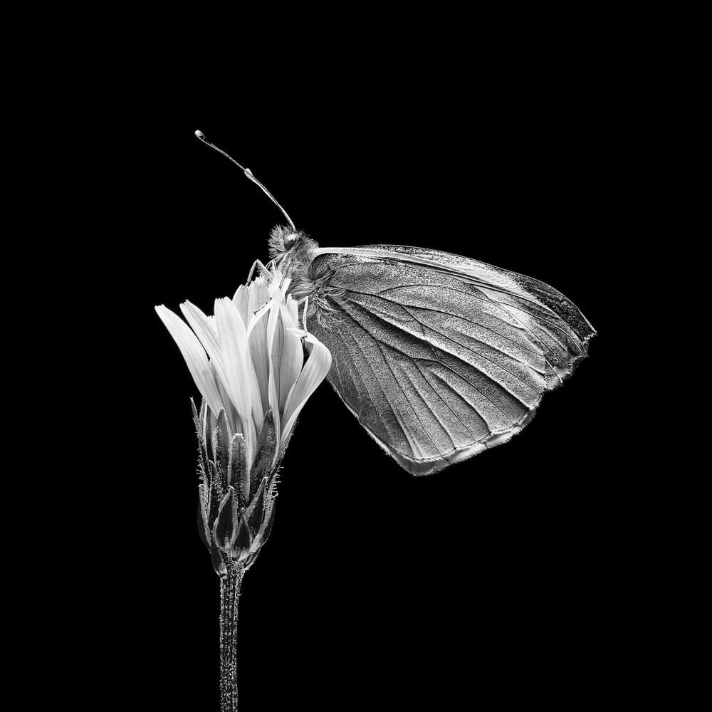 Elegant Butterfly on Flower by Rico Cavallo — canvas wall art