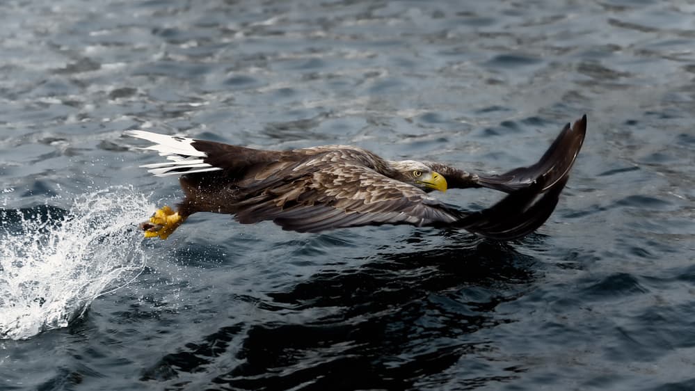 Sea Eagle Hunting by Eiji Itoyama — canvas wall art