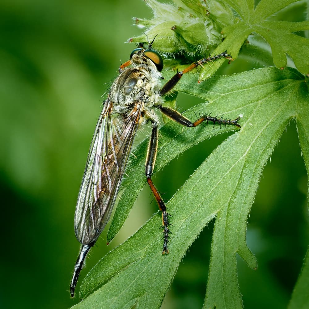 Robber Fly on Leaf by Takiko Hirai — canvas wall art