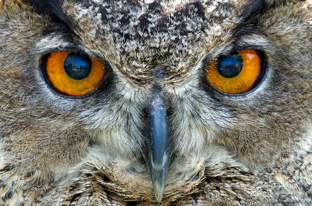 Intense Owl Gaze by Juan I. Cuadrado — canvas wall art