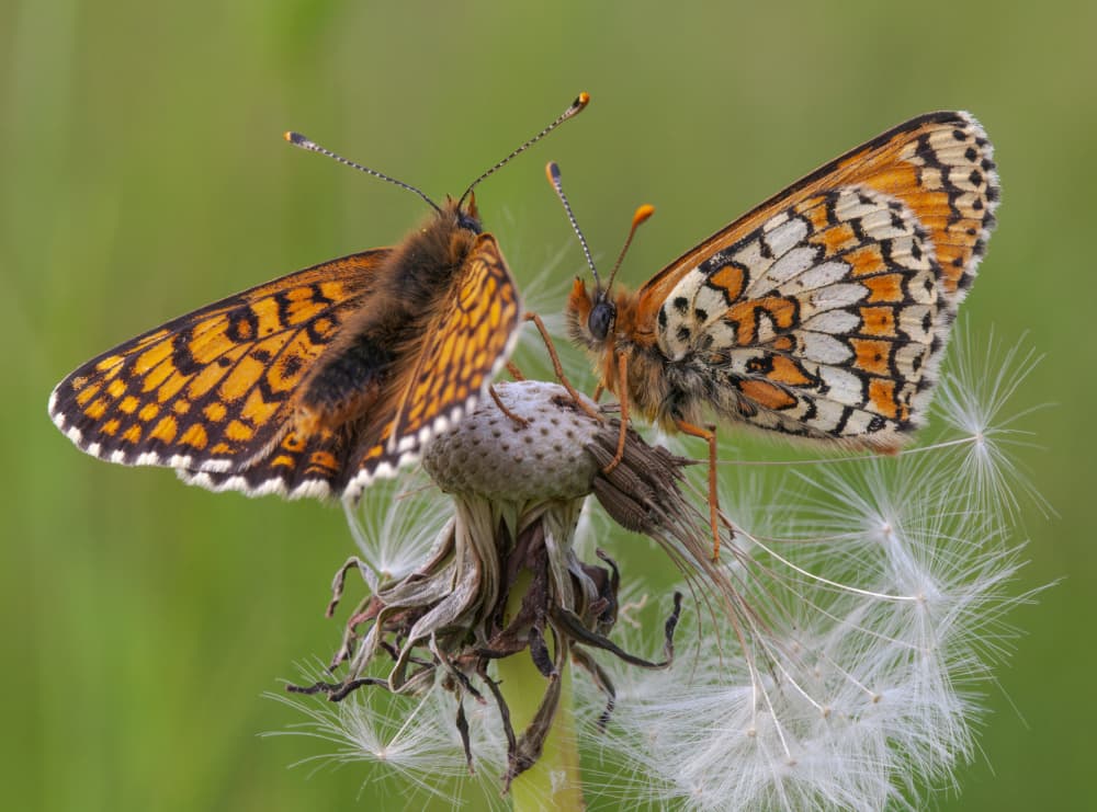 Orange Dandelion Butterflies by Jakob Arnholtz — canvas wall art