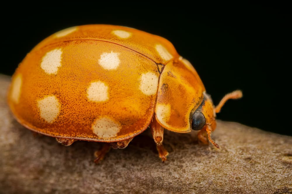 Spotted Ladybug Close-up by Eduard Andrica — canvas wall art