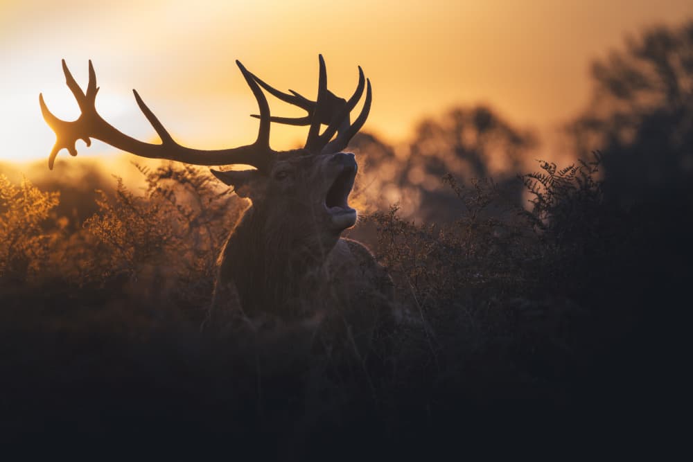 Roaring Stag Sunset by Tudor Munteanu — canvas wall art